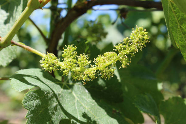 istock Full Sauvignon Blanc flowering 1002028760