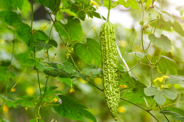 jardin de momordique - vegetable green close up agriculture photos et images de collection