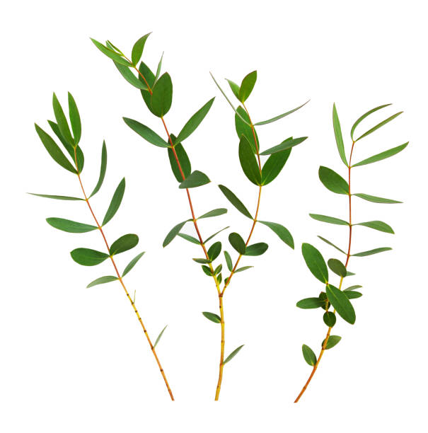 istock Set of decorative eucalyptus green leaves 1002033140