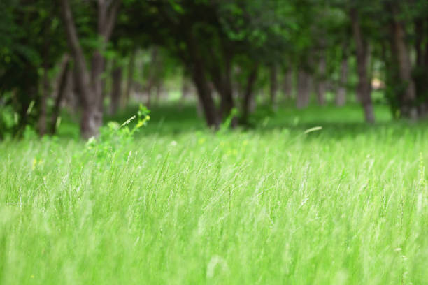 Blurred picture of green park with trees and wild grass for summer background