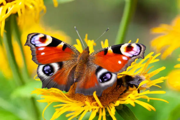 Photo of Inachis io or peacock butterfly