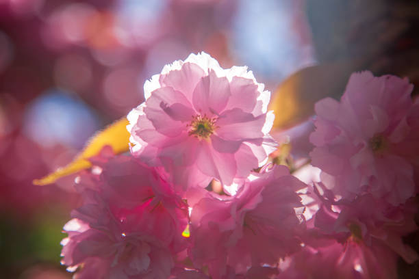 istock close up view of beautiful cherry tree blossom and sunlight backdrop 1002036150
