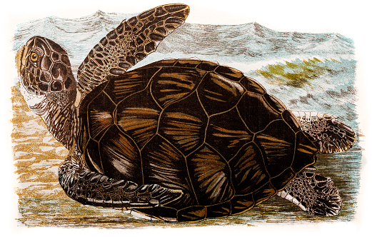 Illustration of a Sea Turtle