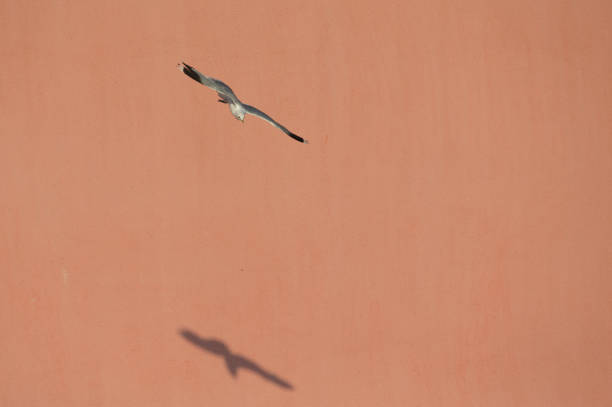 Common gull (Larus canus), seabird,foraging ,flying bird, medium-sized gull ,, Bremen Harbour,pink background