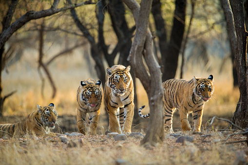 A Tiger Mom accompanied by her three sub adult cubs walks as she shows them her territory. This is just a few months before these sub adults will their own ways and make their own territories. This image is made at Ranthambhore National Park, Rajasthan, India