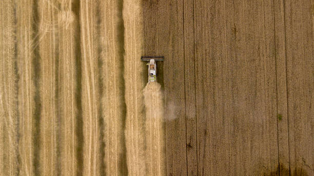 istock Aerial view on the combine working on the large wheat field 1002041952