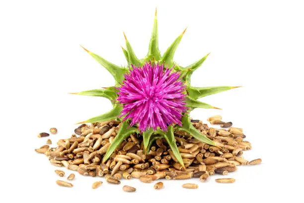 Seeds of a milk thistle with flowers (Silybum marianum, Scotch Thistle, Marian thistle ) Isolated on white closeup.