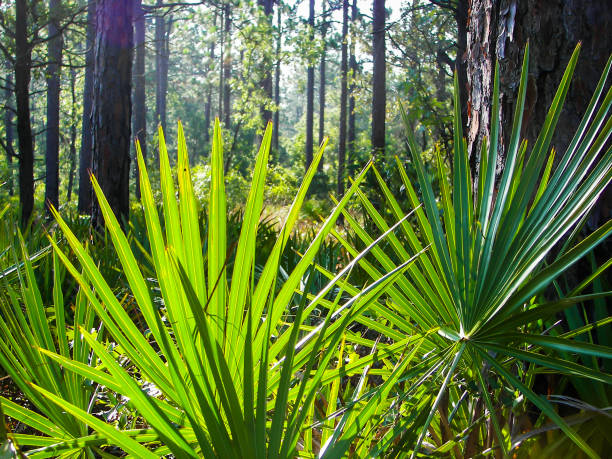 istock Saw Palmetto fronds 1002043244
