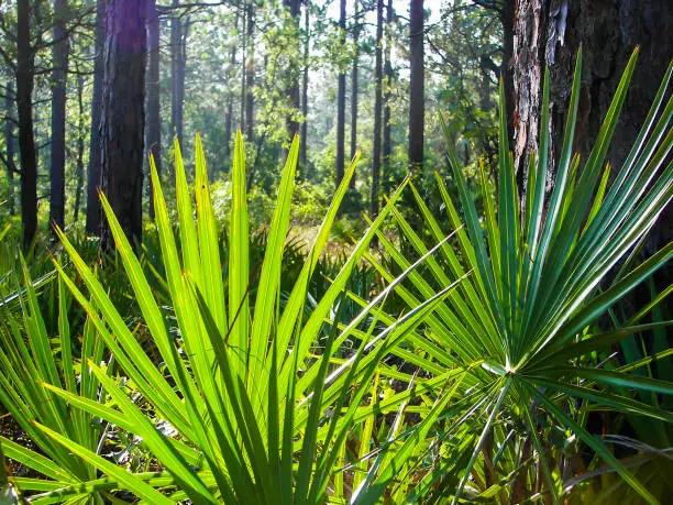 Closeup view of saw palmetto fronds in the forest