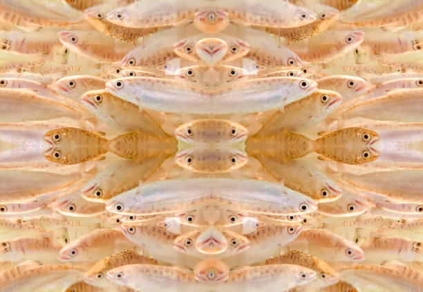 School of fish abstract