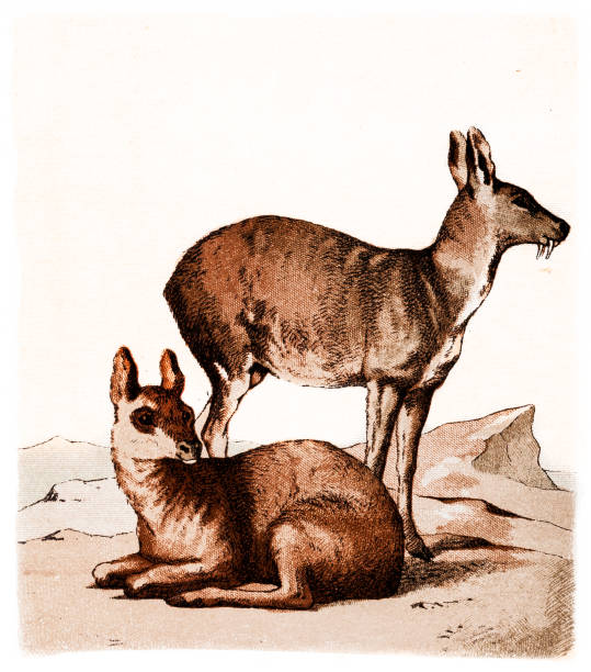 The Siberian musk deer (Moschus moschiferus) Illustration of a The Siberian musk deer (Moschus moschiferus) moschus stock illustrations
