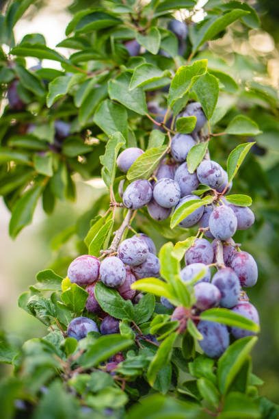 istock Plum purple with green leaves 1002049750