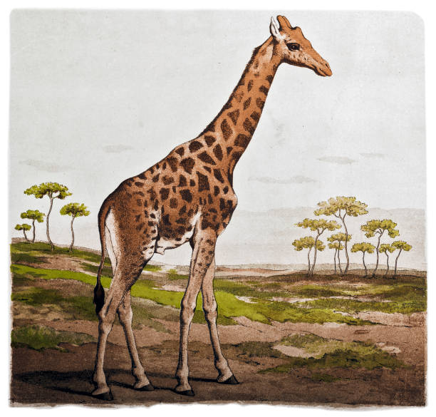 giraffe in der afrikanischen wildnis szene - grass nature dry tall stock-grafiken, -clipart, -cartoons und -symbole