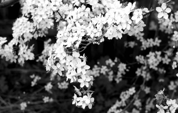 白と黒のボケ味を持つ花で桜の木。 - 11316 ストックフォトと画像