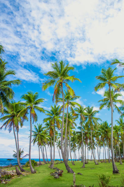 istock Palm trees on the green lawn 1002051142