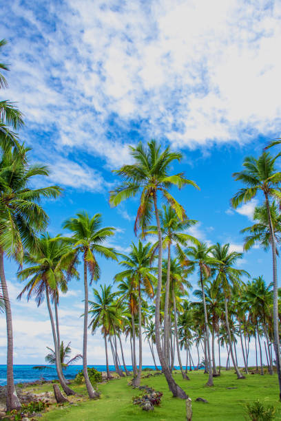istock Palm trees near the caribbean sea 1002051256