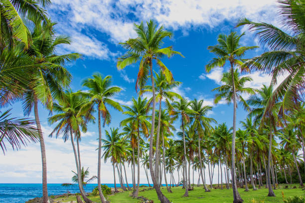 istock Palm trees near the caribbean sea 1002051266
