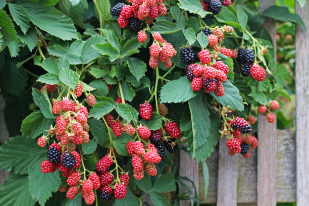 moras colgado de una valla de jardín - blackberry bush plant berry fruit fotografías e imágenes de stock