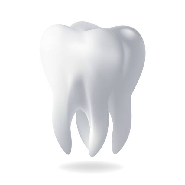 Realistic vector illustration human tooth. vector art illustration