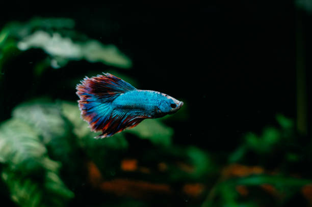 istock Happiness in an aquarium 1002057992