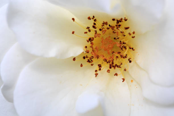 istock White rose isolated on green. Flowers background 1002058508