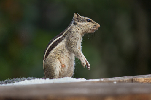 A Squirrel seen in its natural habitat.