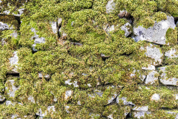 istock The stone wall was overgrown with green moss 1002061940