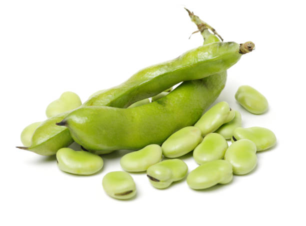 breite bohnen auf weißem hintergrund - fava bean stock-fotos und bilder