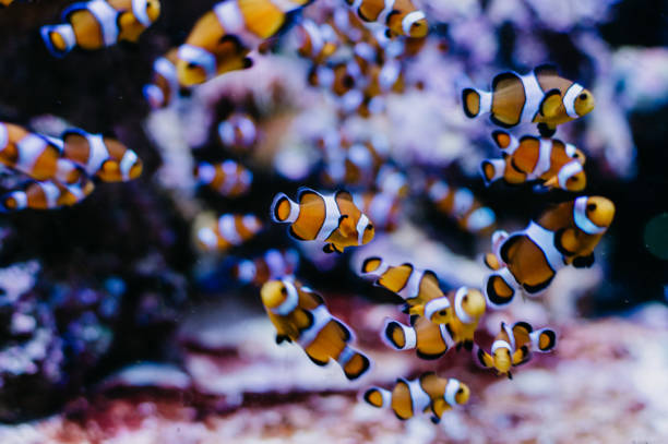 istock The school of fishy clowns 1002065592