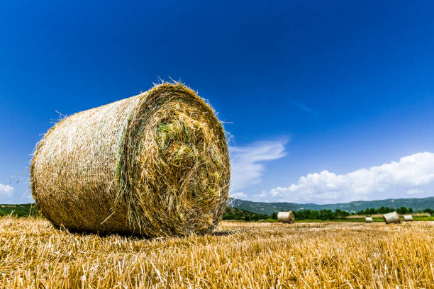 Large rolls of harvested straw left on a wheat field in a mountain valley located in Central Greece. According to the system in the mountains are the monasteries of the Holy Meteors.