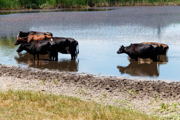 istock Herd of cows at the watering place 1002068668