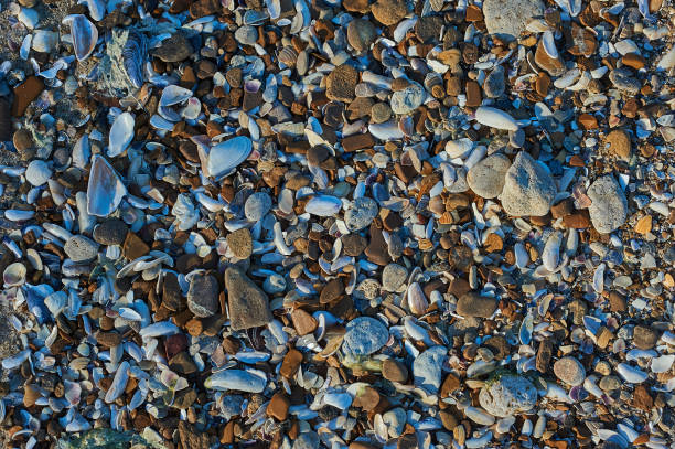 istock Mix of colorful sea shells. Good as background or texture 1002068928