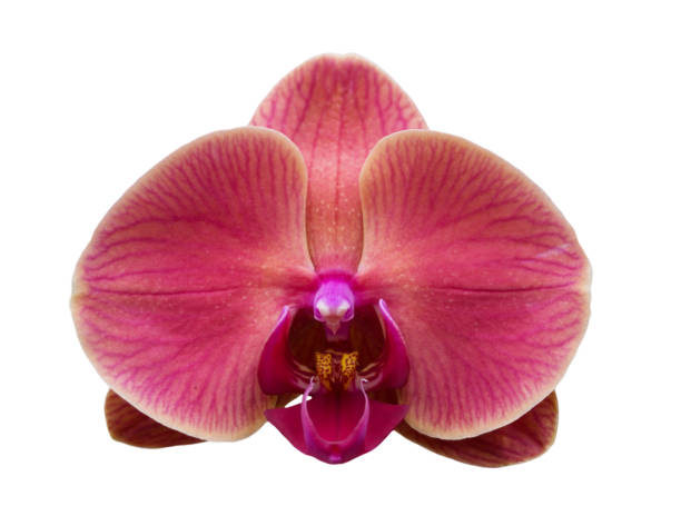 istock Orchid Flower Isolated on White Background 1002069174