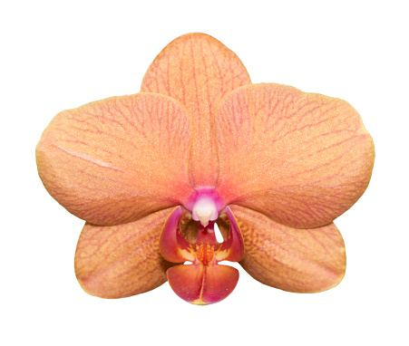 Orchid isolated on white background. Single flower with peach orange petals, pink yellow lip. Phalaenopsis or Moth kind. Floral design element for cards, invitations, posters.