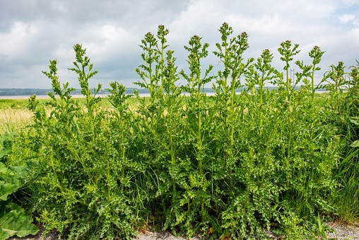 Close-up view of stinging nettles on the side of a typical English footpath in springtime.