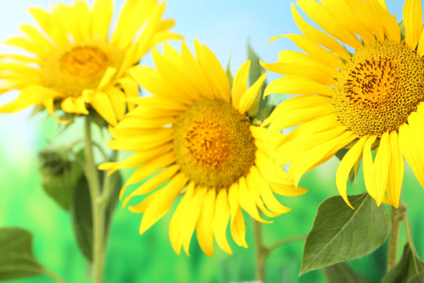 istock Sunflowers on green background 1002072646