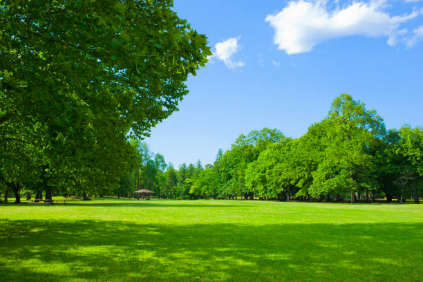 istock Park lawn , shade of tree 1002072860