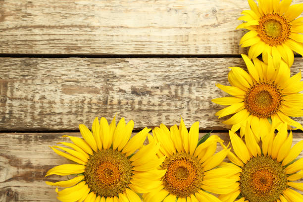 istock Sunflowers on brown wooden table 1002076534