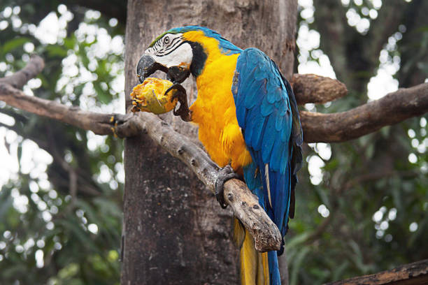 istock Blue and Yellow Macaw eating a Mango on a tree in Caracas 1002079746
