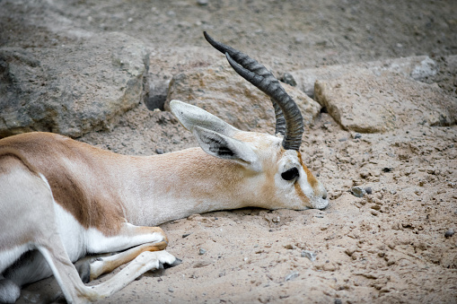 A sad antelope sleeping at el hama zoo of algiers, algeria.
