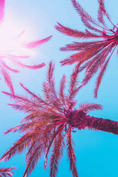 istock palm trees in pink with blue sky. 1002083456