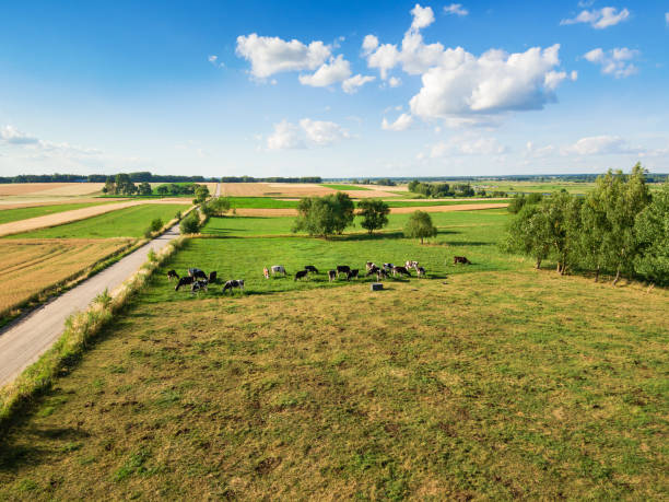 istock Cows grazing on green pasture under blue cloudy sky 1002083524