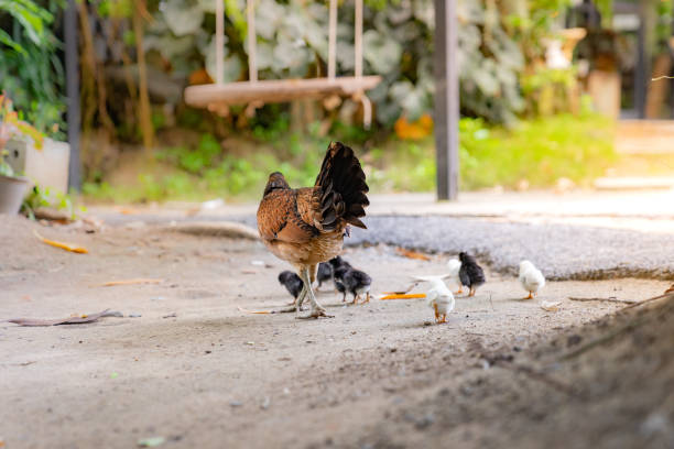 istock Hen  with its baby chick in back garden 1002087532
