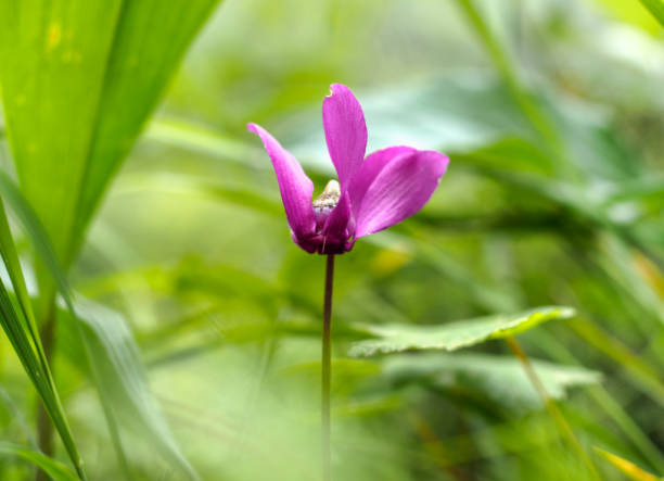 Cyclamen purpurascens of cyclamen family. Location is alpine forest on the pathway towards Konj peak in Kamnik Alps.