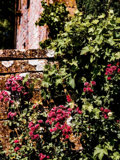 lush green english cottage summer garden colour image