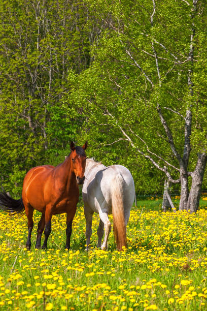 istock Horses on a summer meadow with blooming dandelions 1002094602