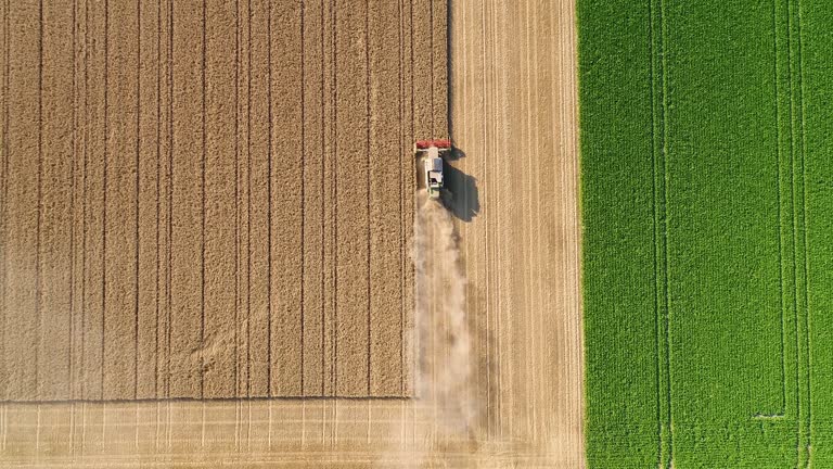Combine harvester harvesting a wheat field during a very dry summer season - aerial view