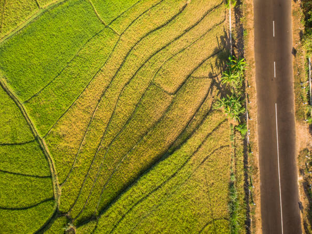 istock Rice field aerial shot from drone 1002099058