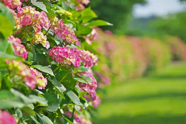 Photo of Flower of hydrangea