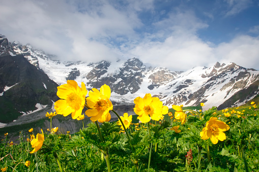 Amazing mountain landscape with yellow flowers on foreground on clear summer day in Svaneti region of Georgia. Snowy peaks of mountains between blue sky with clouds and green meadow with flowers.